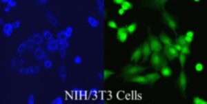 NIH 3T3 cells